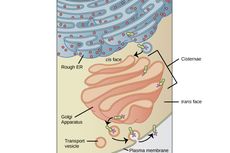 Organel Sel yang Berperan dalam Transportasi Sel