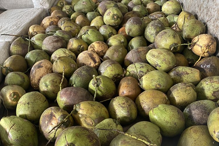 Kelapa kopyor, Kopyor Bogor