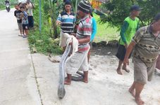 Animals Gone Wild: Indonesian Delivery Service Criticized for Delivering King Cobra
