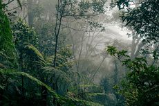 Potensi Sumber Daya Hutan Indonesia dan Upaya Pelestariannya