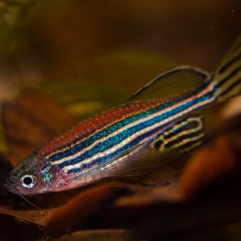 Zebra danio.