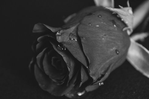 Mawar Hitam Melambangkan Apa? Cari Tahu Artinya di Sini