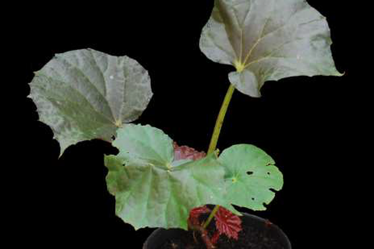 Begonia galeolepis, salah satu spesies baru temuan Kebun Raya Bogor & LIPI.