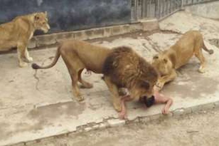 Penjaga kebun binatang terpaksa membunuh dua singa yang menyerang Franco Luis Ferrada Roman, yang mencoba bunuh diri.