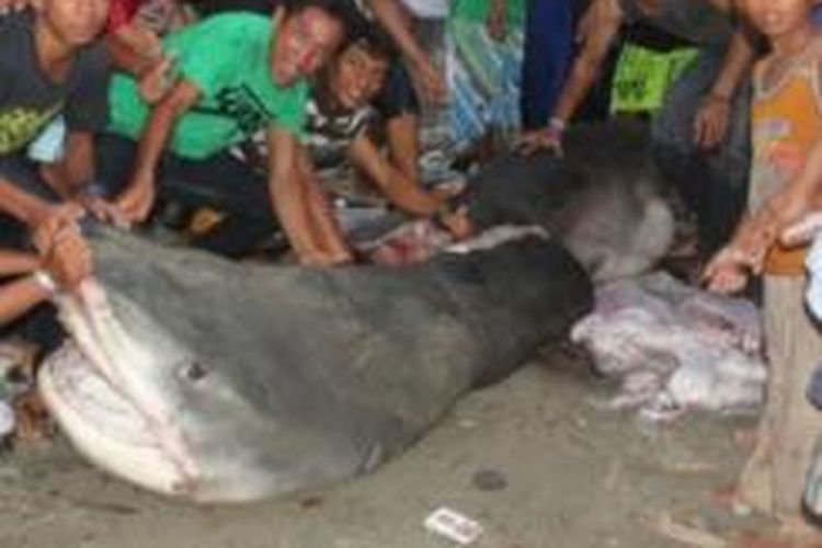 warga berfoto dengan ikan hiu dengan berat 1 ton di Kabupaten Bengkulu Selatan