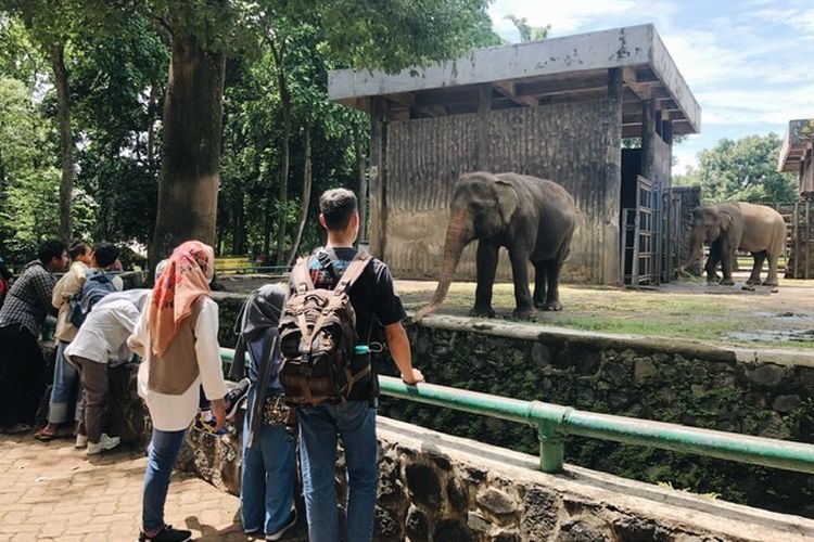 Pengunjung melihat gajah sumatera di Kebun Binatang Ragunan pada hari kedua perayaan Idul Fitri 1443 Hijriah, Selasa (3/5/2022). 