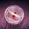 Pembelahan Sel: Mitosis dan Meiosis
