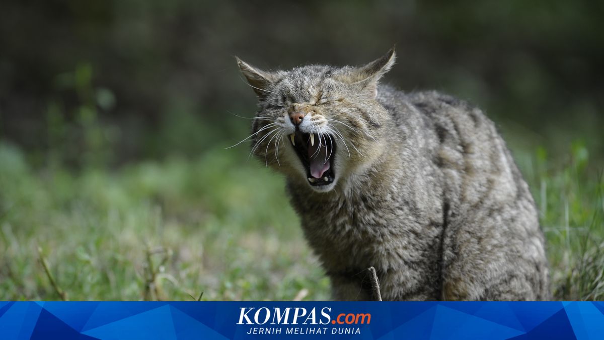 Inilah Penyebab Kucing Berperilaku Dominan dan Arogan