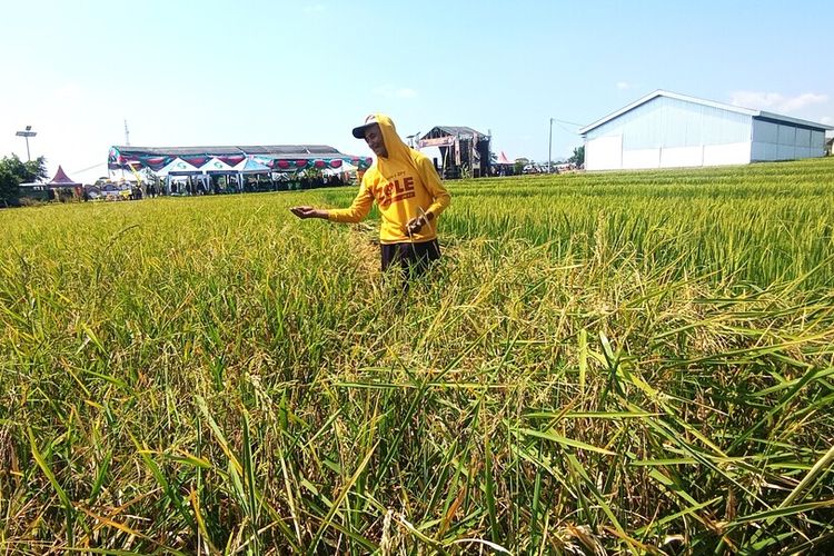 Pemkab Magetan Usulkan 23.016 Hektare Lahan Pertanian Dilindungi