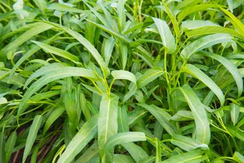 2 Cara Menanam Kangkung dari Sisa Potongan Dapur, Mudah Tanpa Pakai Tanah