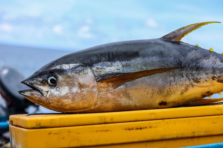 Ikan tuna sirip kuning (yellowfin tuna) hasil tangkapan Umar Papalia, 42 tahun diatas perahu di Desa Waepure, Kecamatan Air buaya, Kabupaten Buru, Provinsi Maluku, Minggu (31/11/2021). Sebanyak 123 nelayan kecil penangkap ikan tuna sirip kuning (yellowfin tuna) di Pulau Buru, Maluku, berhasil meraih sertifikat ecolabelling Marine Stewardship Council (MSC) pada tahun 2020. Sertifikasi MSC ini merupakan yang pertama di dunia untuk nelayan dengan alat tangkap pancing ulur ikan tuna sirip kuning.