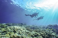 Kapan Waktu yang Tepat untuk Menyelam di Laut?