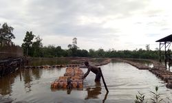 Potensi Sagu Menjanjikan, Ditjenbun Salurkan 12.000 Benih Tanaman Sagu untuk Petani