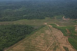 KLH Identifikasi Hutan di Aceh Dibuka untuk Sawit dan Tambang Ilegal