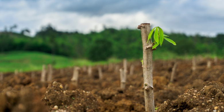 Bagian-bagian dan Fungsi Batang pada Tumbuhan