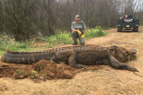 Buaya Raksasa di Georgia Berakhir Eutanasia karena Masalah Kesehatan