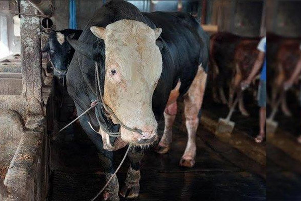 
Oreo, sapi jenis belgian blue yang dipilih dan terpilih dan dibeli Presiden RI, Prabowo Subinto dari peternak di Kabupaten Lamongan, Senin (26/5/2025). Sapi tersebut dipelihara peternak Suwignyo, asal Desa Puter, Kecamatan Kembangbahu, Lamongan 
