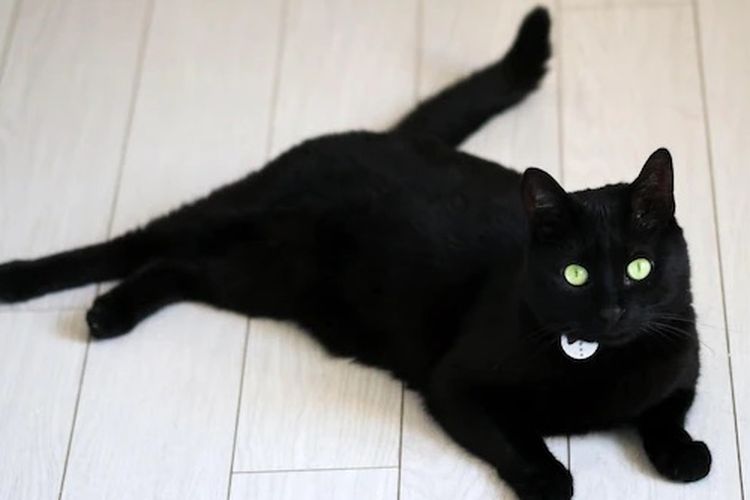 Foto : Sejak Kapan Kucing Hitam Dikaitkan dengan Kesialan?