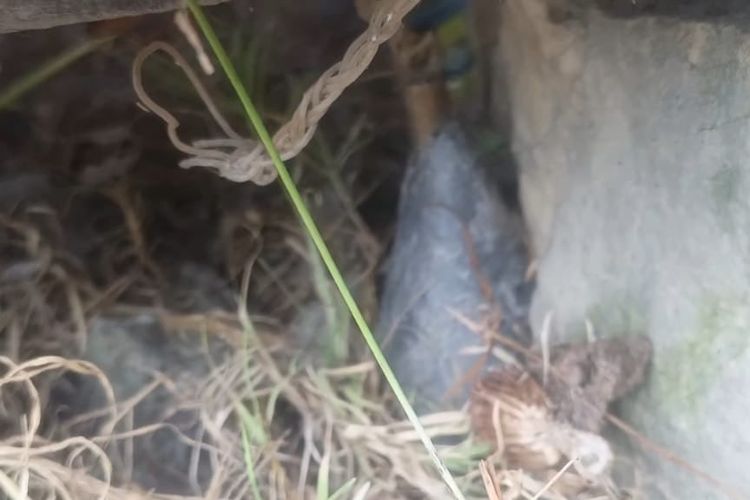 Bukan Bom, Temuan di Gereja Kingmi Jaindapa Papua Adalah Biji Besi Lonceng