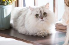 10 Cara untuk Membantu Kucing Peliharaan Hidup Lebih Lama
