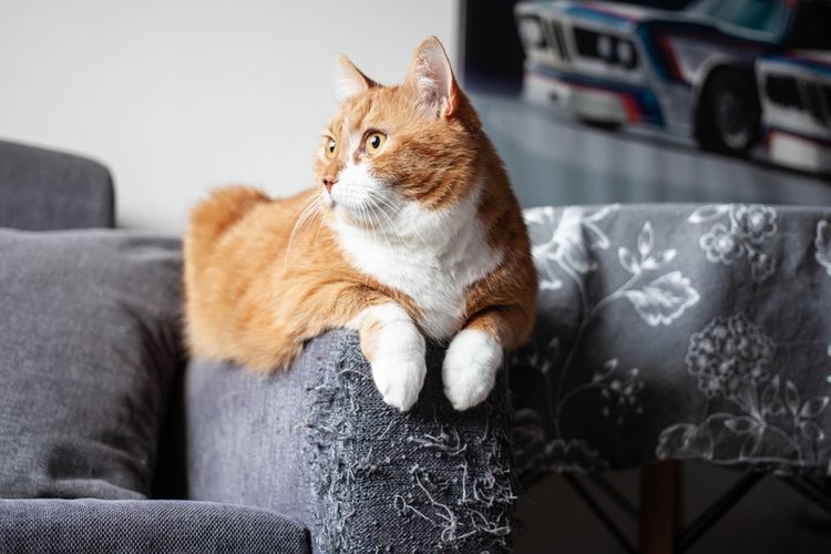 Ilustrasi sofa dicakar kucing, kucing mencakar sofa. 