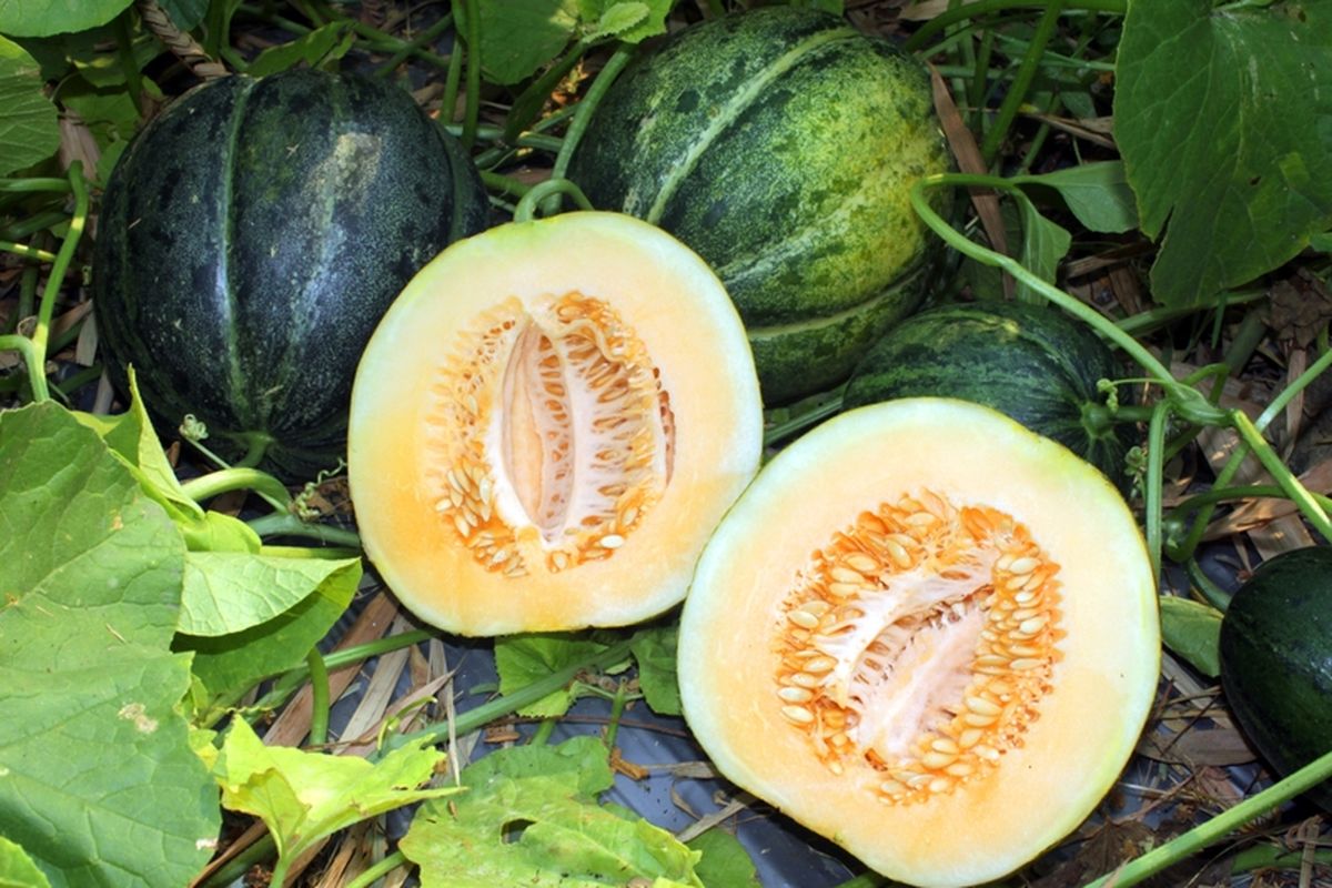 Ilustrasi buah blewah, menanam blewah. 