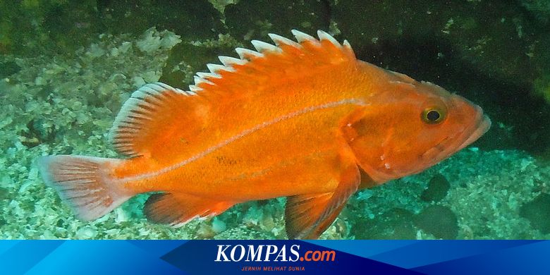 810 Jelaskan Perbedaan Adaptasi Ikan Air Laut Dan Ikan Air Tawar HD Terbaru