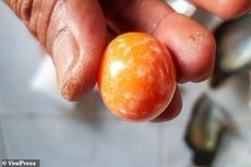 Nelayan Penemu Mutiara Oranye Langka Ditahan, Diduga Rayakan Kekayaan Baru dengan Pesta Narkoba
