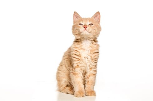 Ingin Kucing Peliharaanmu Menyukaimu? Berikan Kedipan Lambat Kepadanya