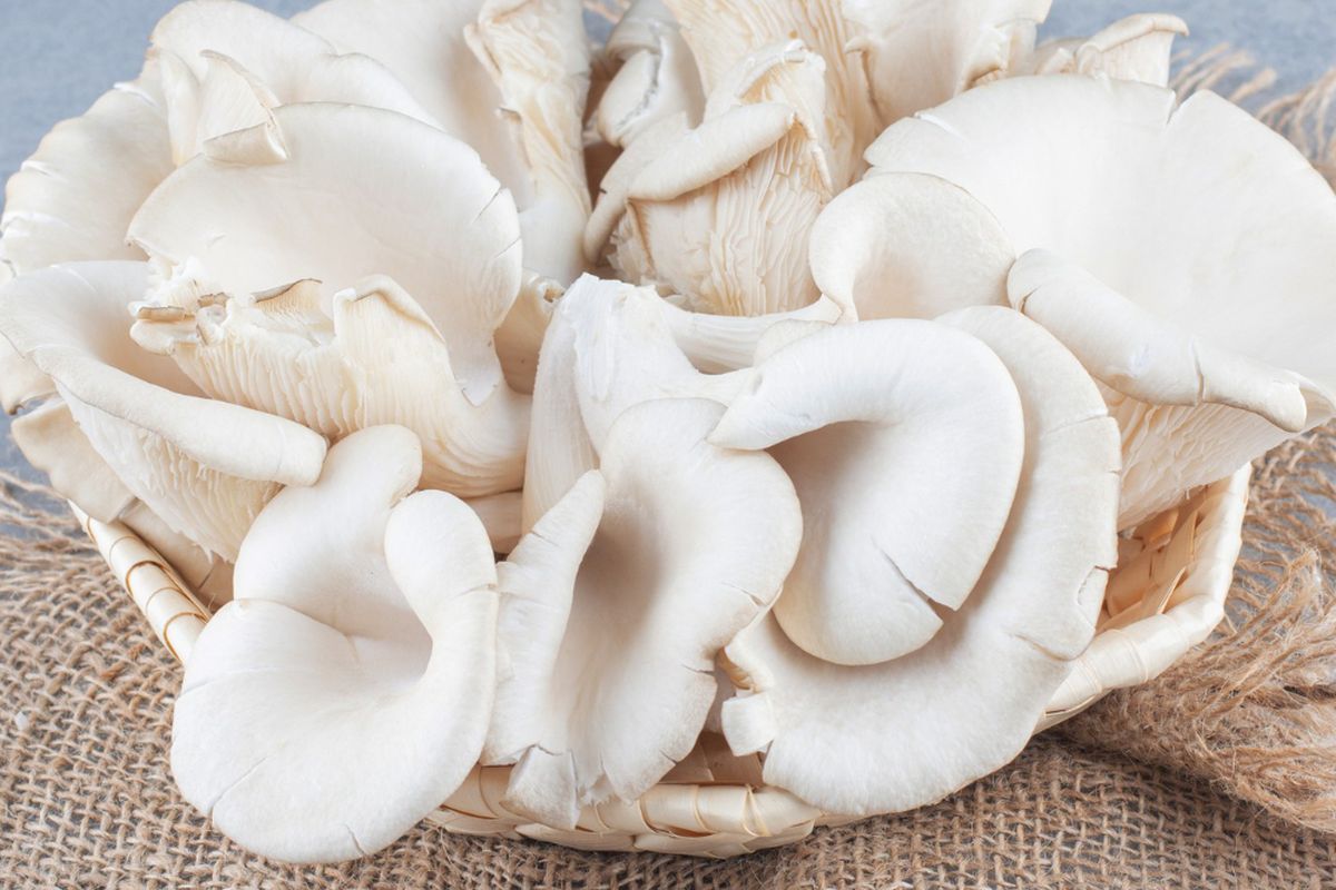 Ilustrasi jamur tiram.