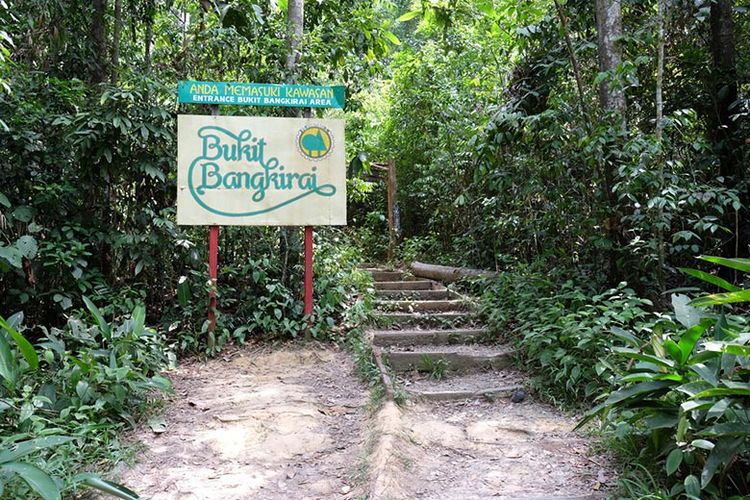 Bukit Bangkirai di Kalimantan Timur. 