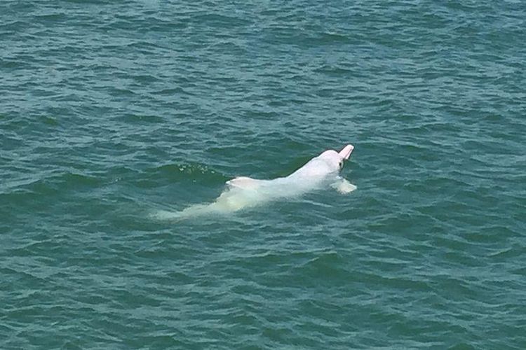 Lumba-lumba putih.