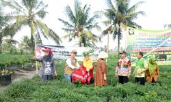 Cabai Kulon Progo Bakal Penuhi Jabodetabek Jelang Puasa 