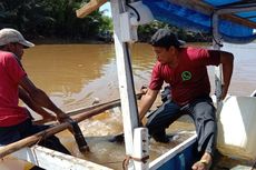 Lumba-lumba Tersangkut Mangrove di Sungai Wanggu Kendari, Mati Saat Dilepasliarkan