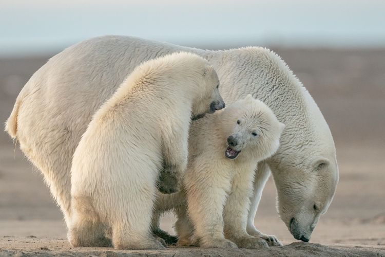 ilustrasi beruang kutub