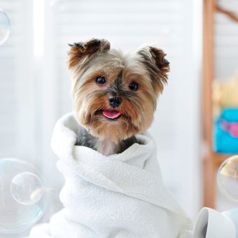 Ilustrasi anjing Yorkshire terrier selesai mandi. 