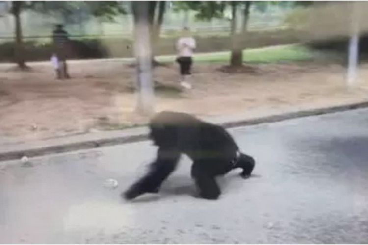 Gorila jantan berusia 12 tahun bernama Yang Yang ketika berjalan di Kebun Binatang Hefei, China, setelah lepas dari kandangnya.