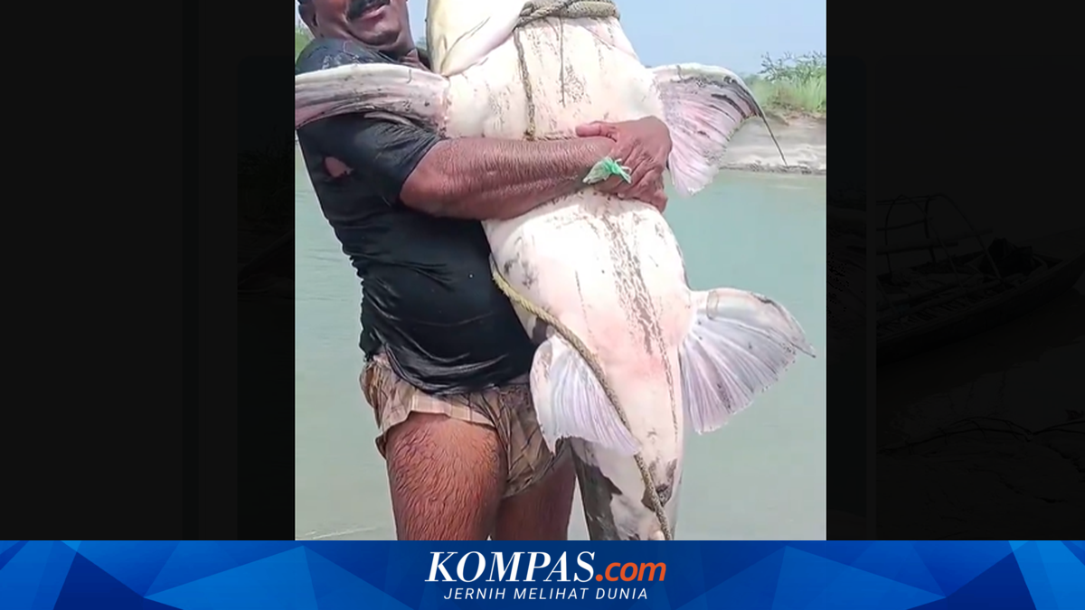 Warga India Ramai-ramai Temukan Ikan Raksasa Usai Banjir Nepal, Seperti Apa?
