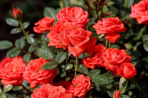 Makna Bunga Mawar Merah, dari Asmara hingga Kematian