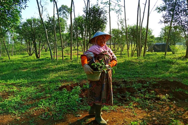 Ibu penyemai biibit teh di kawasan perkebunan teh Pagilaran. Kabupaten Batang, Jawa Barat, Kamis (3/5/2018).