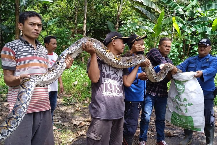 Warga dan Damkar Kabupaten Semarang mengevakuasi ular piton berukuran 4,3 meter