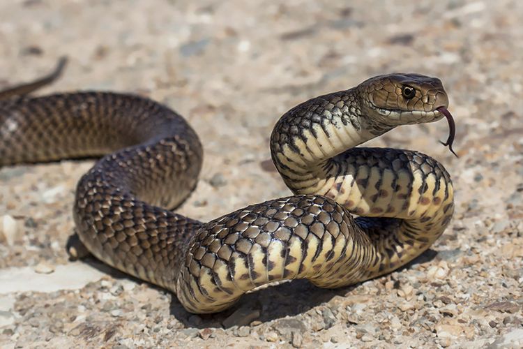 Ular Cokelat Timur (Eastern brown snake).