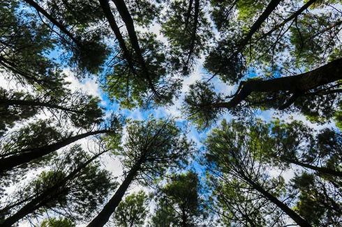 Glamping di Hutan Pinus, Wisata Baru Dekat Candi Borobudur