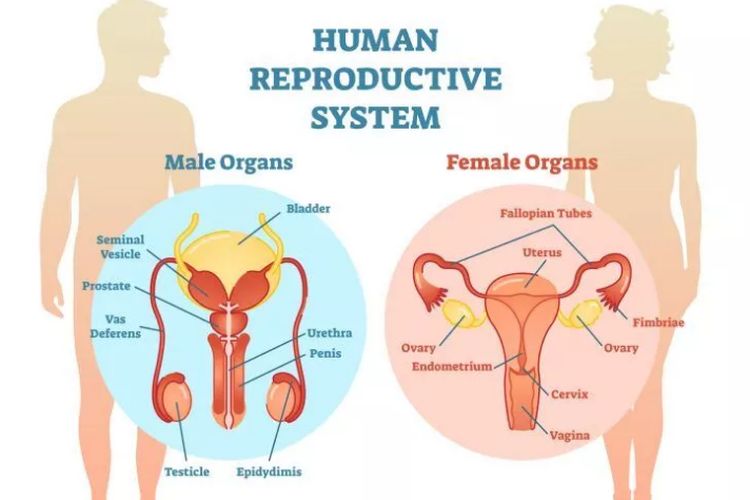 Foto: Sistem Reproduksi Manusia
