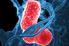 Apa Itu Mycoplasma yang Menyebabkan Wabah Pneumonia di China?