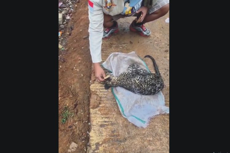 Warga Cianjur Temukan Anak Macan Tutul di Tepi Jalan, Diduga Mati Kelaparan