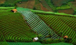 Kementan Siapkan Insentif bagi Daerah yang Terapkan Perda LP2B