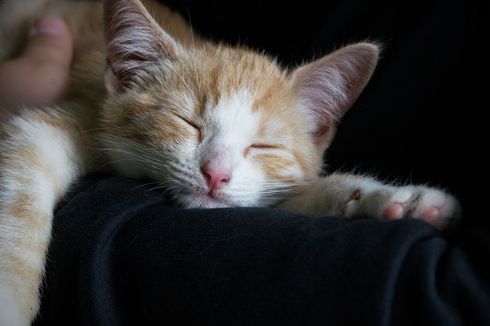 Kenapa Kucing Selalu Tidur Dekat Kita? Ternyata Ini 4 Alasannya