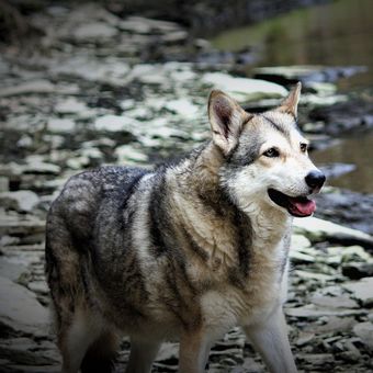 Ilustrasi ras anjing Saarloos Wolfdog.