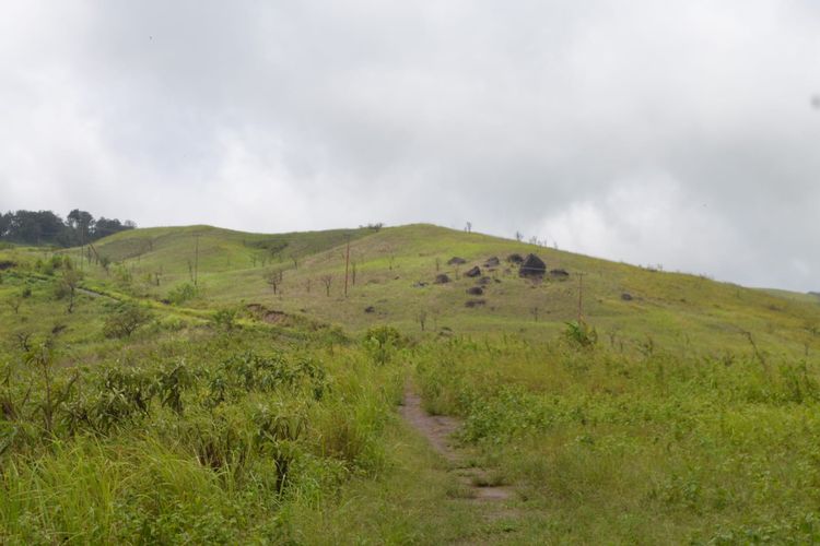 Foto: Padang Bela Bukit Aransina di Desa Aransina, Kecamatan Tanjung Bunga, Kabupaten Flores Timur, Nusa Tenggara Timur (NTT)